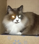 Lost Male Longhaired Cat $200 Reward