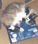 Lost Male Longhaired Cat $200 Reward